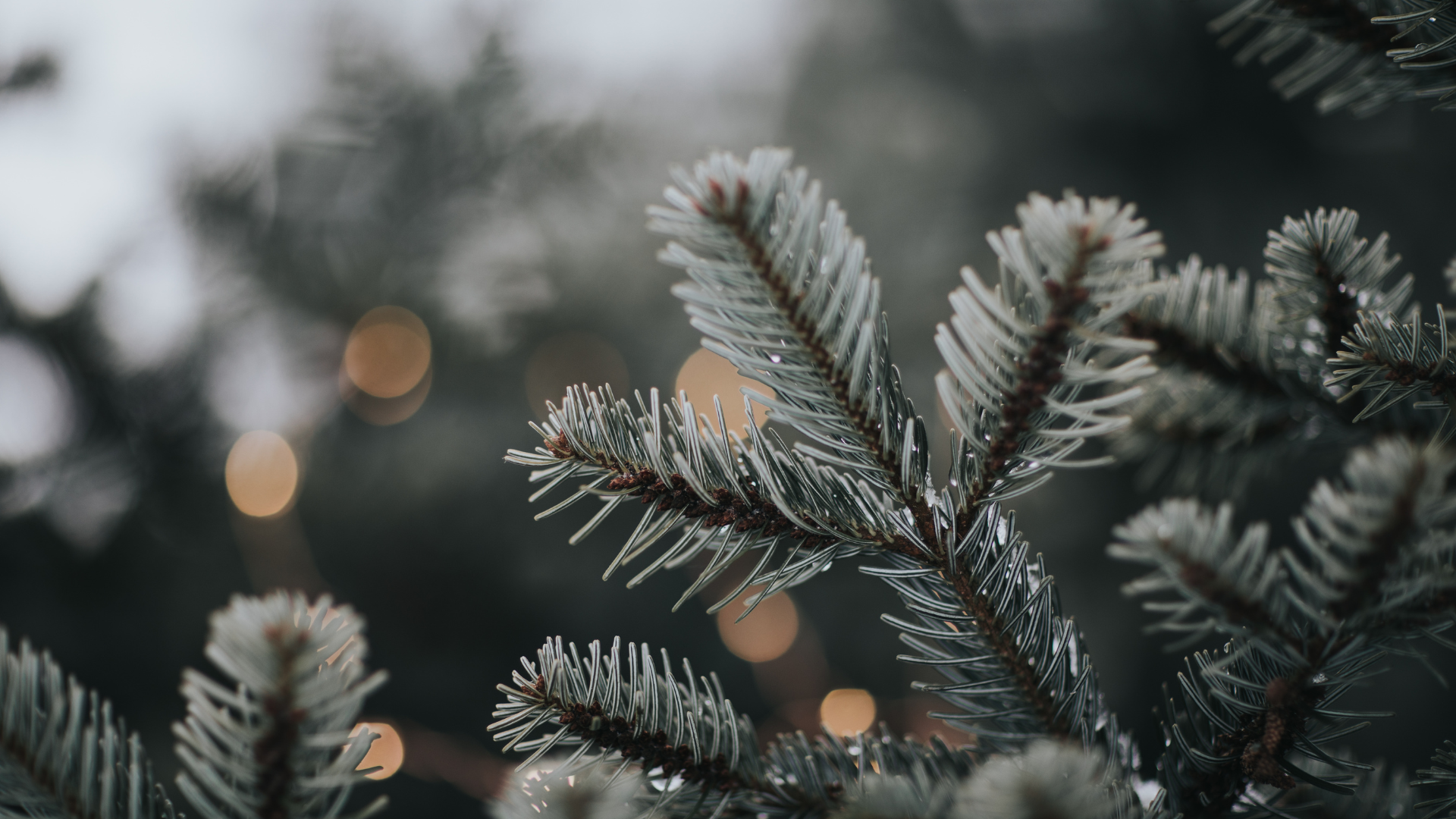 Pine Tree Branches