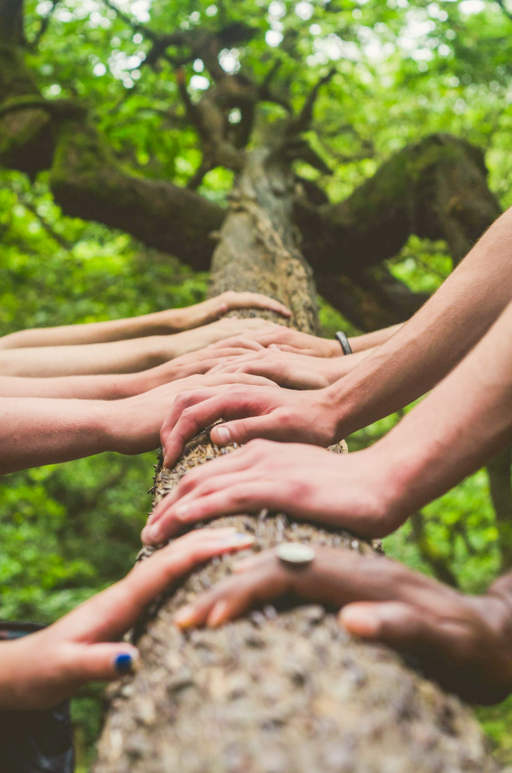 A group of hands on a log